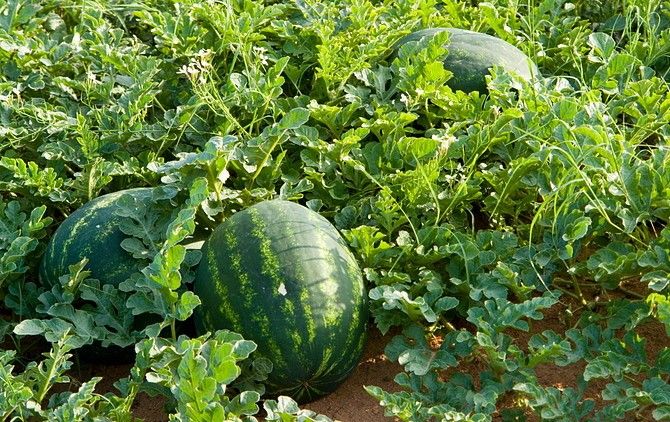 Người em tin nghe thần mặt trời, không những tưới đến hai lần nước và nhỏ hai giọt máu mỗi ngày, cậu còn chăm chỉ xới đất bắt sâu cho dưa không quản mưa nắng. (Ảnh: bukalapak.com)